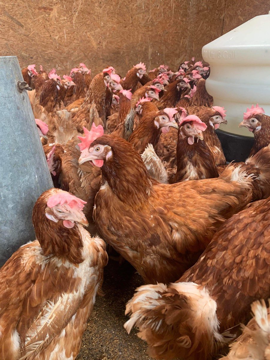 Lucky Hens Rescue 🐔 tweet media
