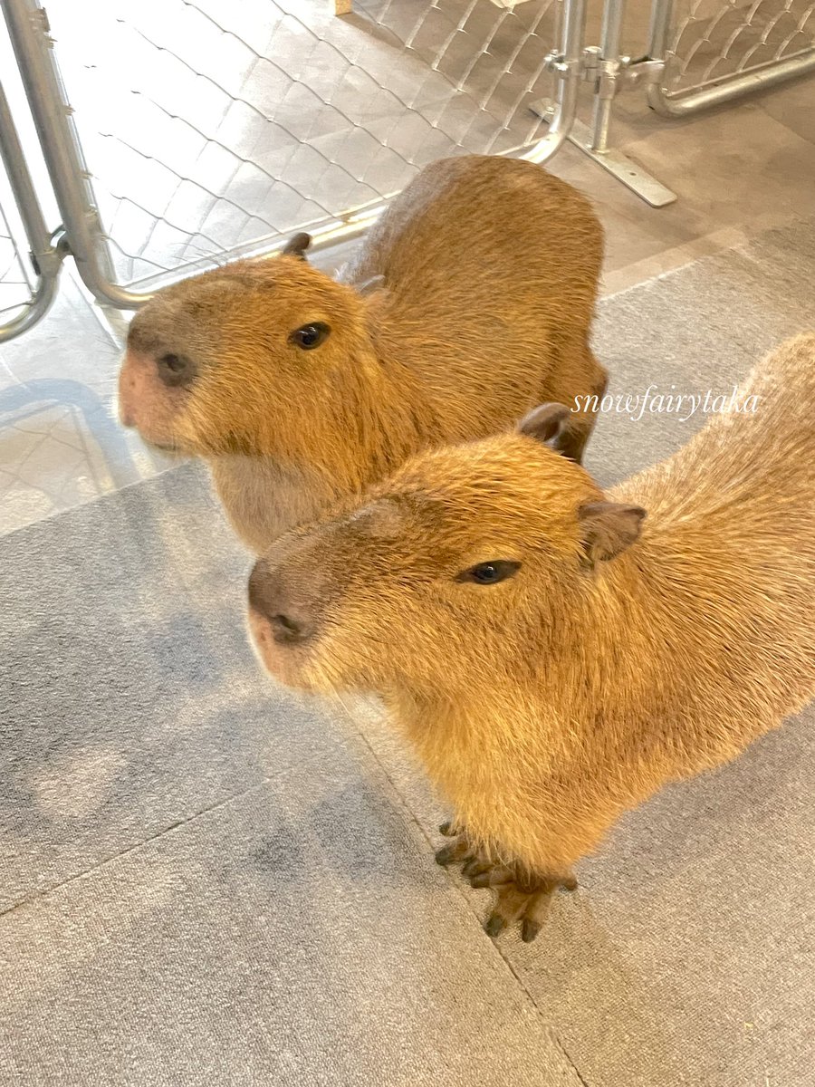 snowfairytaka's tweet photo. .
今日はcafe capybaraさんへ
行ってきました😃

オープンと同時に入店したら
琥珀くんとぴすけくんがお出迎え🧡
とても大人しくて可愛かったです🥰

コーヒーもとても美味しくて
のんびりとくつろげました😊
また行きたいです( ¨̮ )︎︎❤︎︎

#cafecapybara
#カピバラカフェ
#capybara
#カピバラ
. https://t.co/lEi3RMxn1v