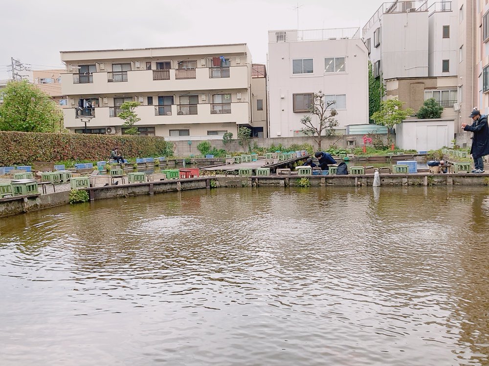ひらやすみ面白かったー！
５巻は特に春の温かなエピソードが沢山詰まったいい本だった🌸
それぞれの恋の進展があったり、おばあちゃんの話もよかった！

阿佐ヶ谷は近所なので聖地の釣り堀も行った事ある！ https://t.co/BOHp3gSiu0