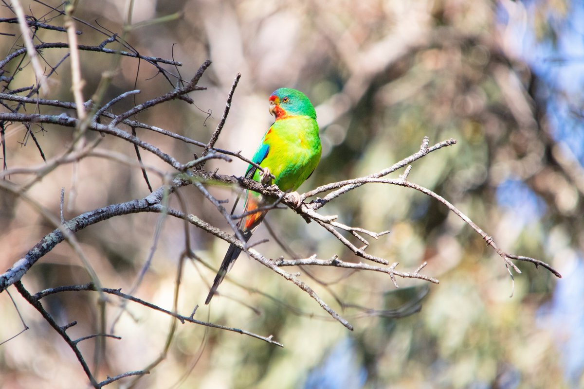 kirk_from_aves's tweet image. Swift Parrots are one of the two only migratory #parrots in the world, the other is the endangered Orange-Bellied Parrot. #SwiftParrots breed in Tasmania and migrate each year across the Bass Strait to mainland Australia in autumn 🦜❤️

#Aves #BirdFacts
