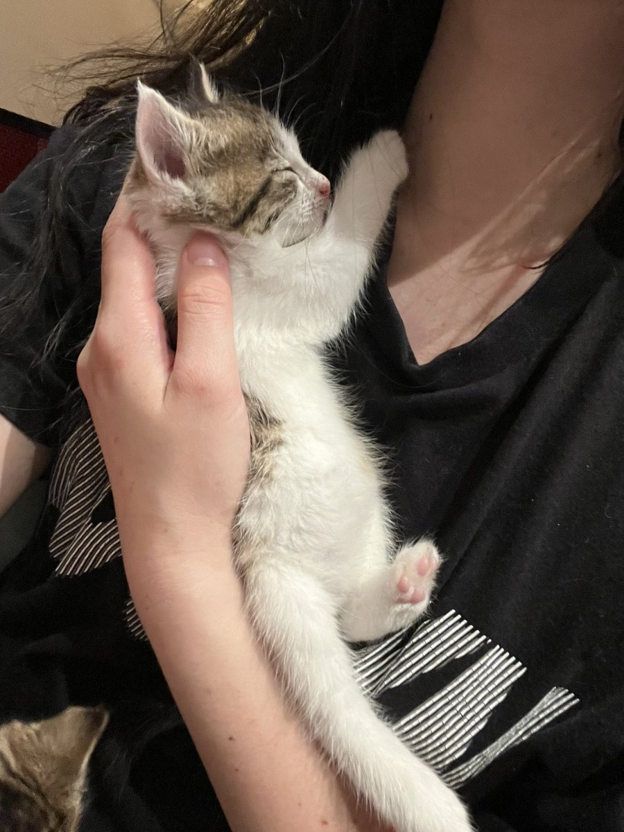 k. on Twitter "Chip 10/10 cuddle bug. Loves to sit on your shoulder