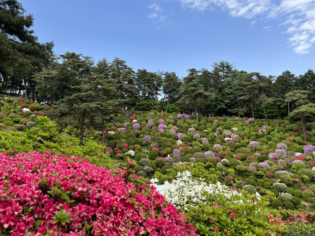 Wonderwal375's tweet photo. 大変綺麗なお寺でした☺️。

今年奥多摩、飯能、高麗川のお寺・庭園を少しずつ観てまわってるけど、
今回は青梅のお寺。素晴らしい、ここには毎年来たいな🤗。 https://t.co/bcIbiDbQAP