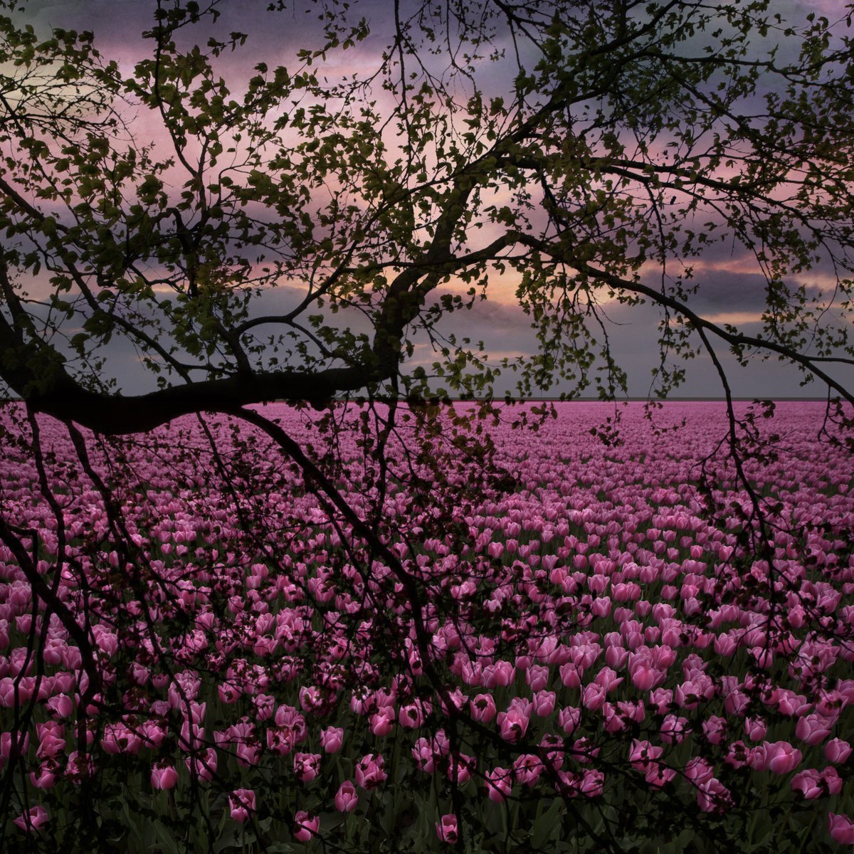 SaskiaBoelsums's tweet photo. Tulpenveld https://t.co/lm39mXjQ77