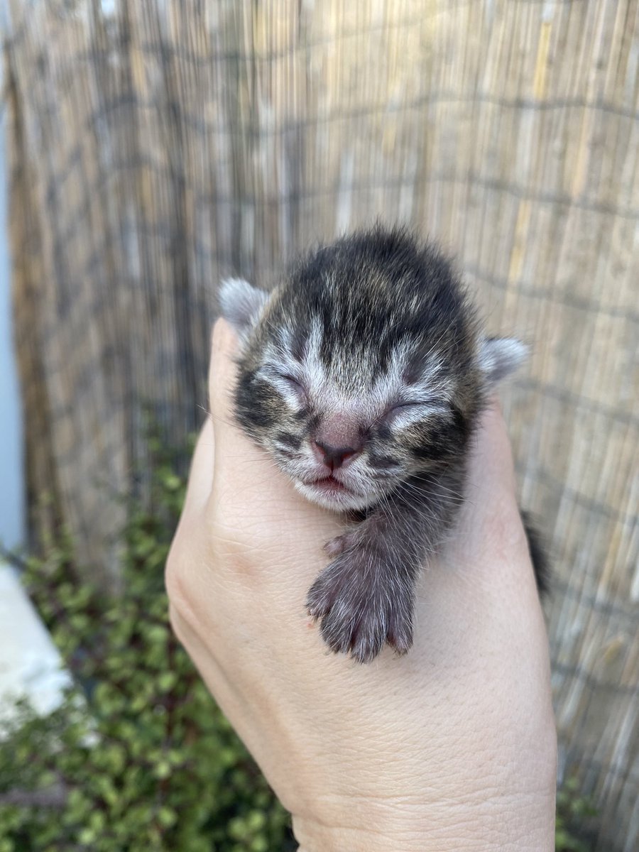 Pues ha vuelto a pasar… gatita que viene de Dios sabe dónde y pare debajo de un matorral en el jardín. Ahora me toca buscar familia para 4 peluditos y esterilizar a la madre. Y así cada año… QUE ESTERILICÉIS A LOS GATOS, CONIO YA! (Y lo de no abandonarlos sería ya la poia)