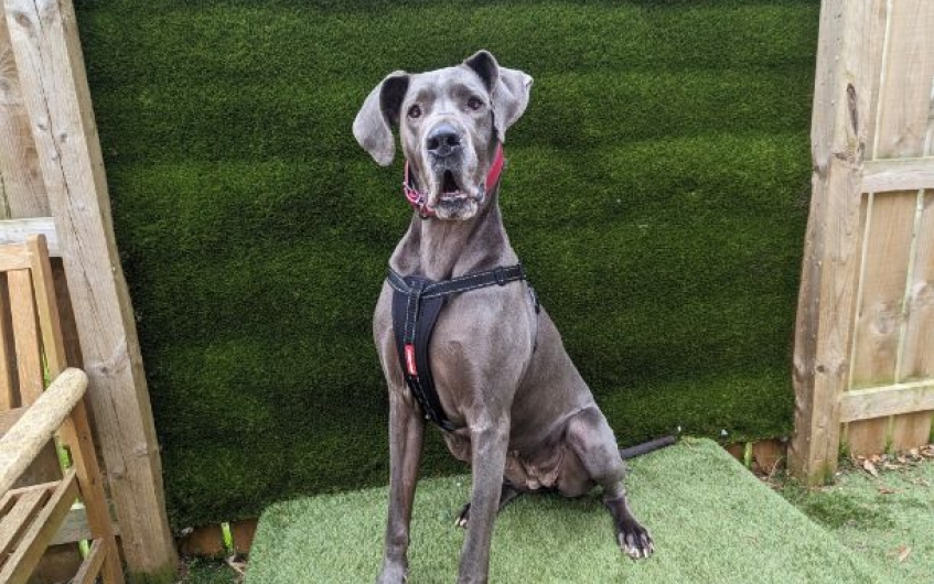 AdoptionsUk's tweet photo. Please retweet to help Camilla find a home #LANARKSHIRE #SCOTLAND
   
Wonderful Great Dane aged 4. She can live with older children but needs to be the only pet in the home. Please read full details or contact the shelter for more info. 
DETAILS or APPLY👇 https://t.co/txoKviM2Dj https://t.co/yFDgKqMQcS