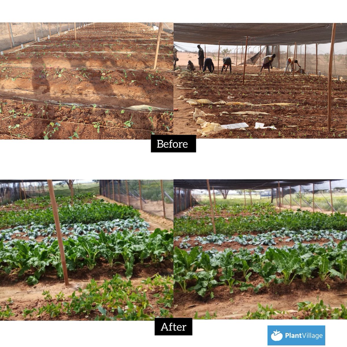 We are championing dryland farming in Marsabit County! Our vegetables at the Ririma borehole (Northern Kenya) planted through wick capillary irrigation is ready for harvest! 

The goal is to ensure food security in the ASALs and empower vulnerable communities to generate income.