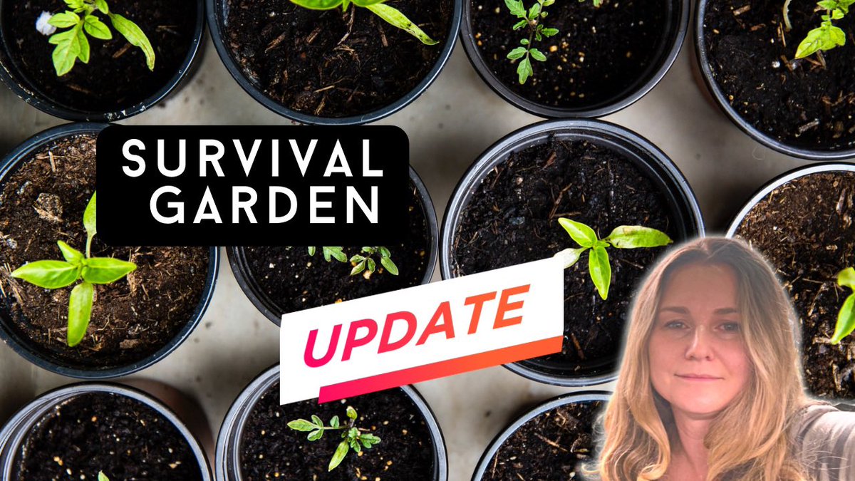 AlpinePrepper's tweet image. Check out our latest YouTube video to see our underground survival garden 🌱youtu.be/JNm9bCYRsK8 #shtf #prepper #survival #gardening #bunkergarden