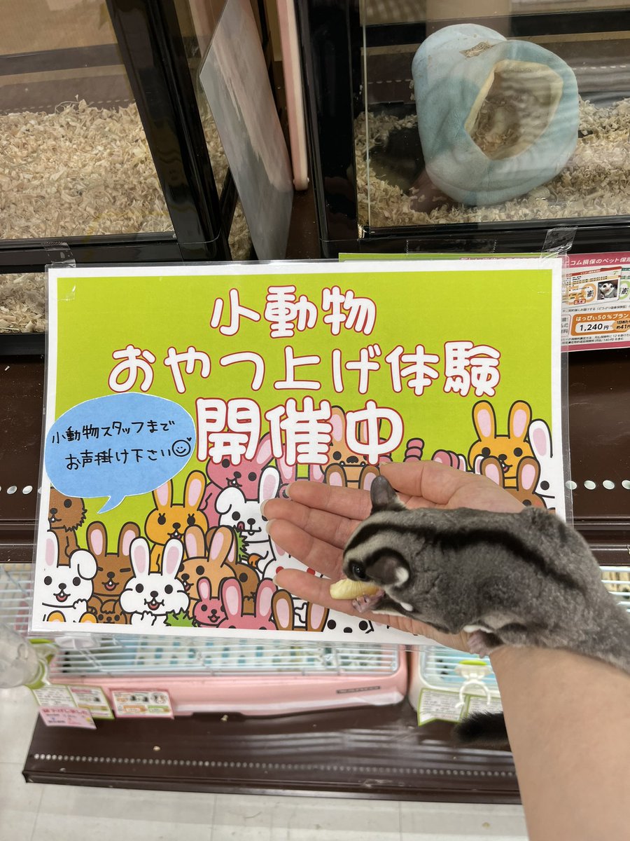 amigo5140_SA's tweet photo. おやつあげ体験開催中🥰

ぜひ遊びに来てください😊

 #アミーゴ周南店 #ペットショップ #小動物 #エキゾチックアニマル #フクロモモンガ #フクロモモンガベビー https://t.co/nFZExNYJO5