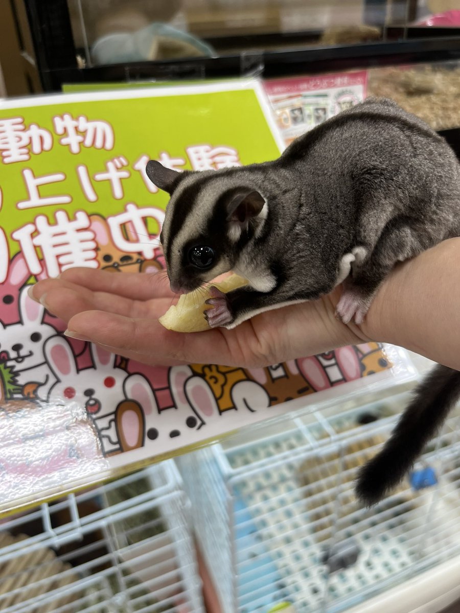 amigo5140_SA's tweet photo. おやつあげ体験開催中🥰

ぜひ遊びに来てください😊

 #アミーゴ周南店 #ペットショップ #小動物 #エキゾチックアニマル #フクロモモンガ #フクロモモンガベビー https://t.co/nFZExNYJO5