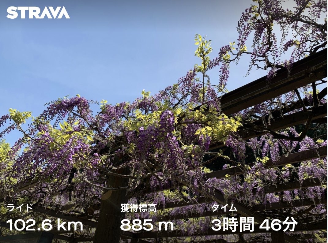 RxLoup's tweet photo. 福知山経由で才ノ神の藤へ https://t.co/YB60Gx3wwn