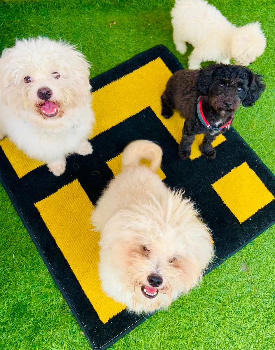 BinanceAfrica's tweet photo. We stepped outside to touch grass! 🐶 https://t.co/Py1KaOXhsH