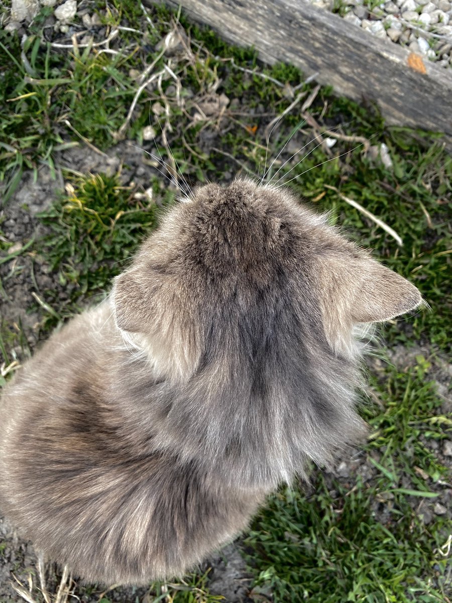 Где пол-уха?