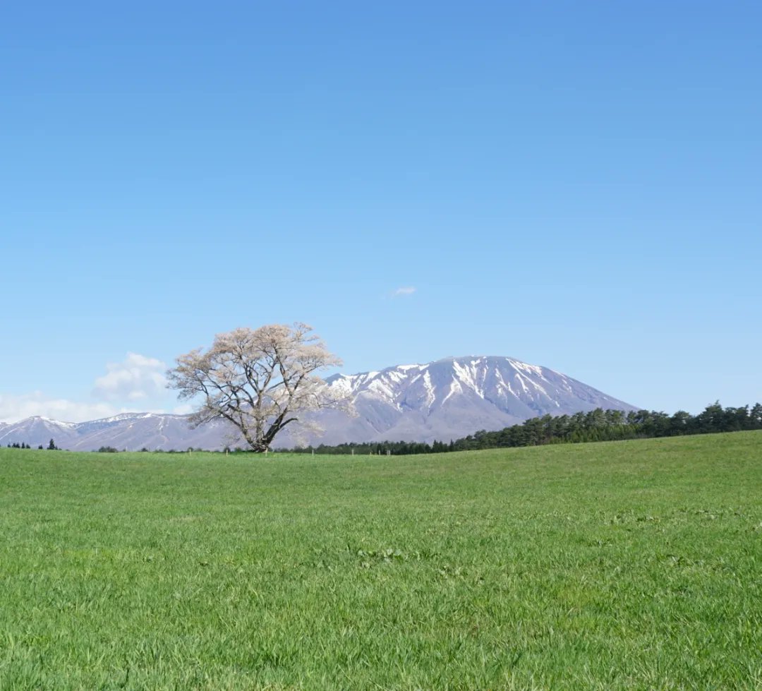 朝青空が拡がっていたので一本桜へ、。#岩手の風景　#桜　#岩手カメラ部　#東北カメラ部