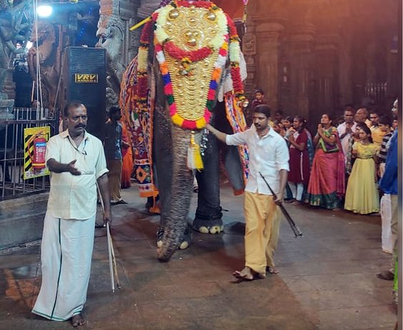 TnNewsvision's tweet photo. மதுரை: சித்திரை திருவிழாவில் கம்பீரமாக வலம் வந்த பார்வதி யானை
#Madurai | #Meenakshiamman | #TempleFestival | #ChithiraiThiruvizha | #Elphant | #ParvathyElephant | #ChannelVision https://t.co/LtC4r881Aw