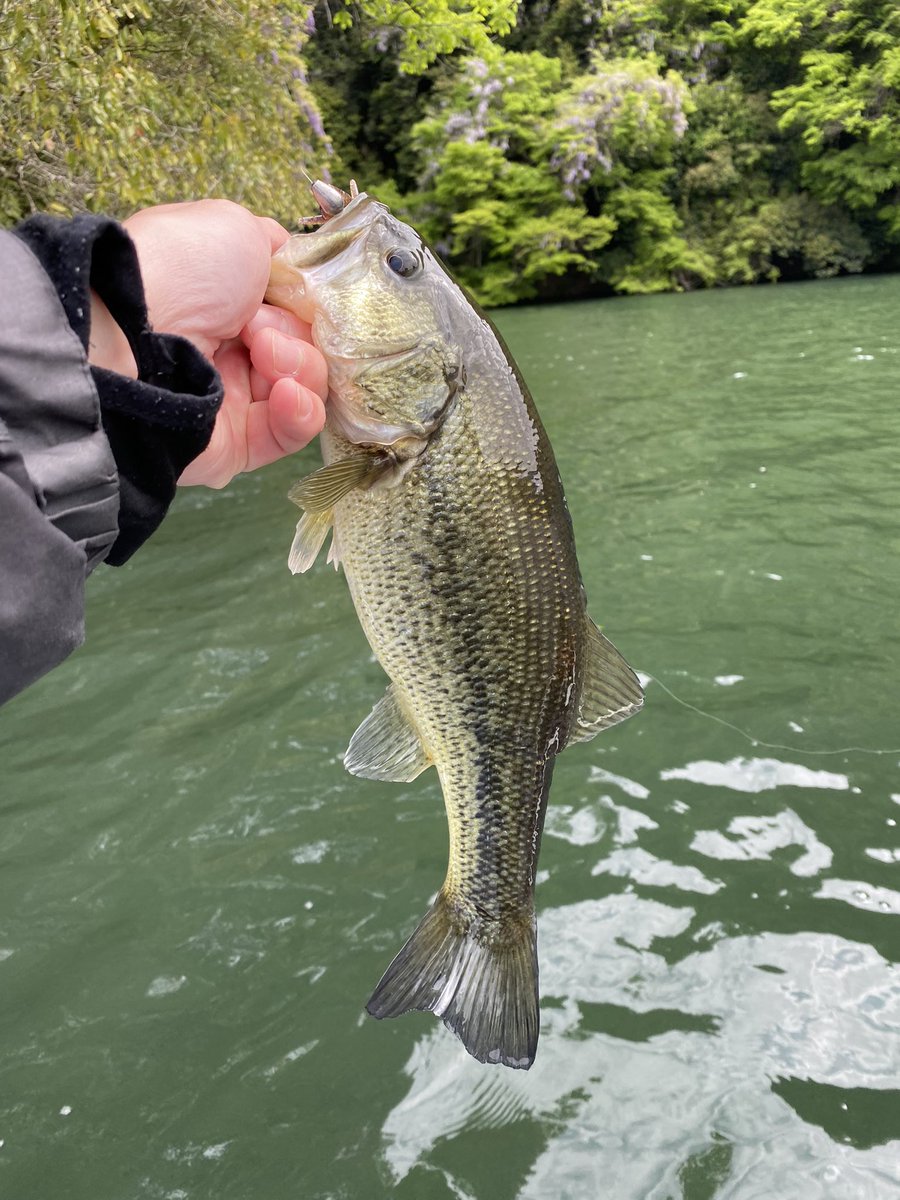 DayoNaoking's tweet photo. 今年1発目の相模湖
42.40.36.34 4本で終了
地合いのタイミングで釣らないと厳しい。。

#OGAWATEI_boat https://t.co/6Z24fP6QZr