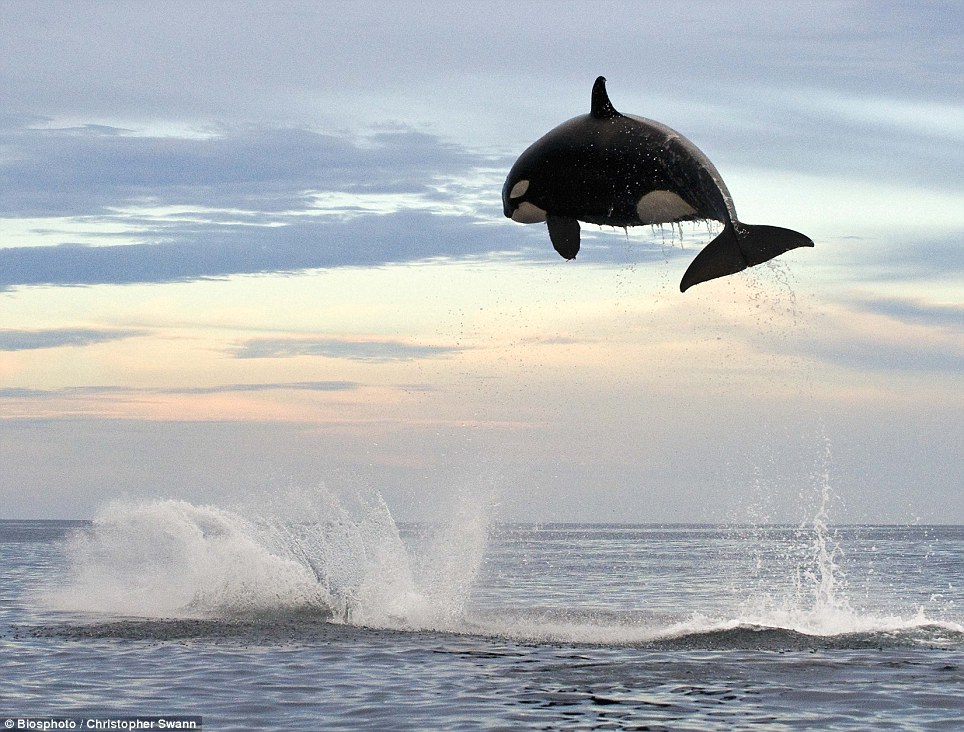 Rainmaker1973's tweet photo. Christopher Swann, who has been whale watching for several years, eye-witnessed a pod of orcas hunting down a dolphin back in 2013. Among the shots he took, this one shows the approximately 4-ton mammal leaping about 4 meters into the air 

[source: https://t.co/3LWKAopUBt] https://t.co/3NyixMe6LS