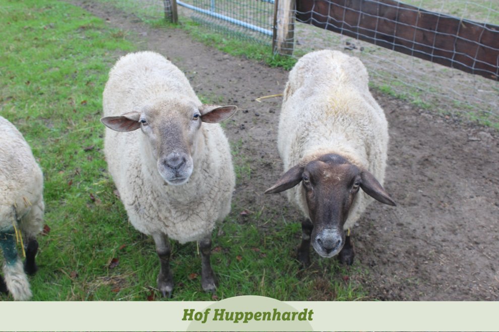 Hallihallo, wir wollten mal fragen, wer ein Herz für zwei alte Schaf-Omas hat? ❤️ EureHerzdamen, Erika und Ulrike

hof-huppenhardt.de/die-tiere/

#etn #tierschutz #schaf #schafoma #seniorinnen #lebensabend #patenschaft #patewerden #patinwerden #vermittlung #tiervermittlungnrw