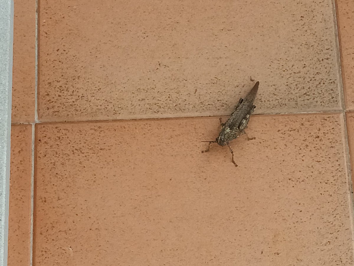 Buongiorno <a href="/Nicola_Bressi/">Nicola Bressi</a>, terrazza friulana oggi. Chiedo: locusta o cavalletta? E aprile non è prestino per presentarsi alla porta? 🕐🕗