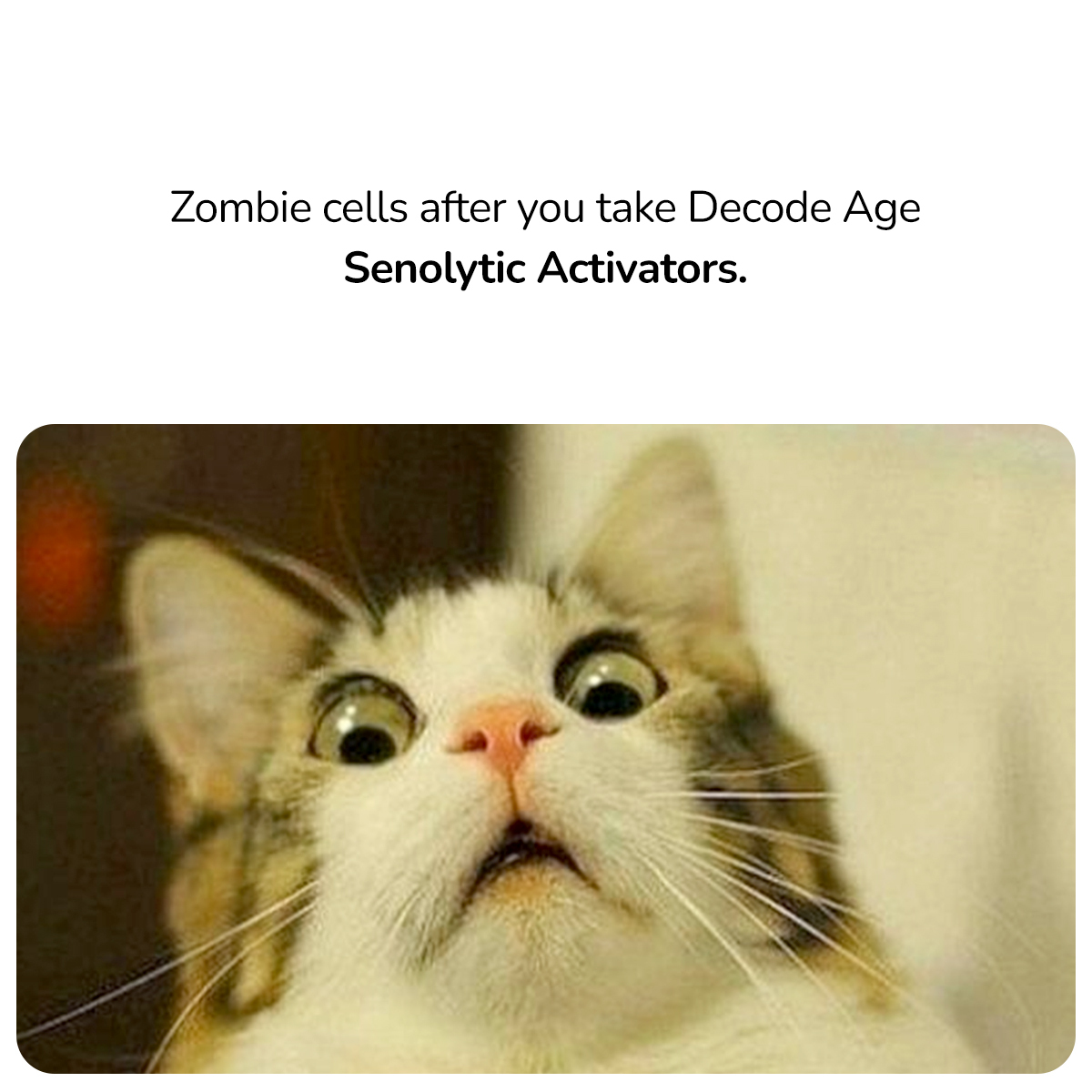 DecodeAge's tweet photo. Say goodbye to zombie cells with Decode Age senolytic activators - your body will thank you for years to come!
https://t.co/wYruLz4tJJ
#Meme #MemeOfTheDay #Memes #SenolyticActivators #ZombieCells https://t.co/xY63FCOpVT