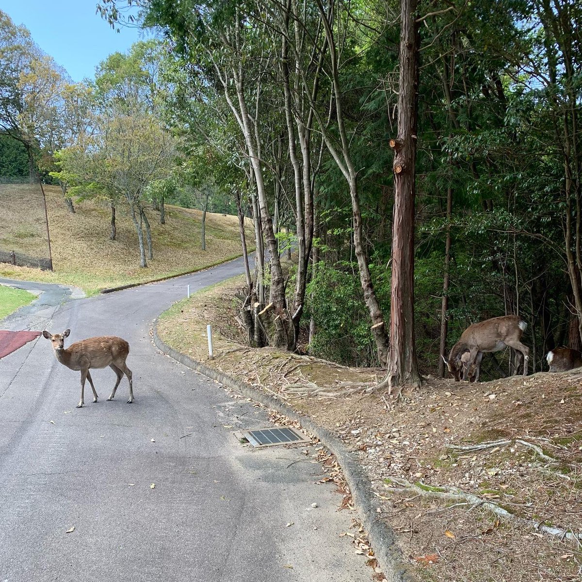 okapi522's tweet image. 鹿さんに見守られながらのコースデビューになりました🦌
ひたっすら走りまくった18ホール😇