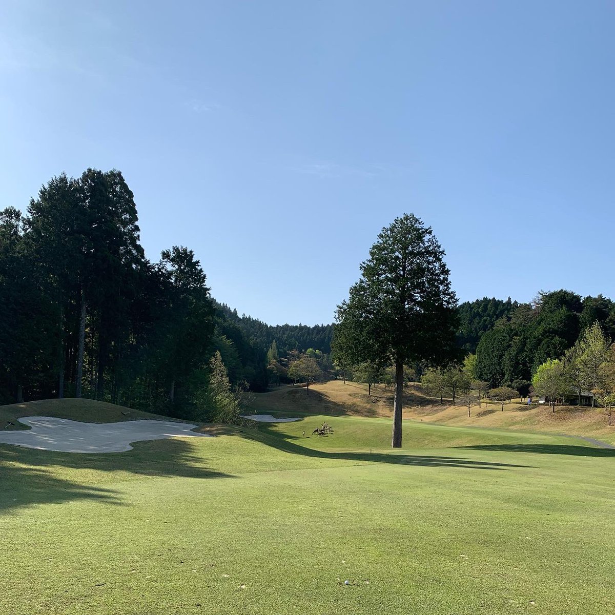 okapi522's tweet image. 鹿さんに見守られながらのコースデビューになりました🦌
ひたっすら走りまくった18ホール😇
