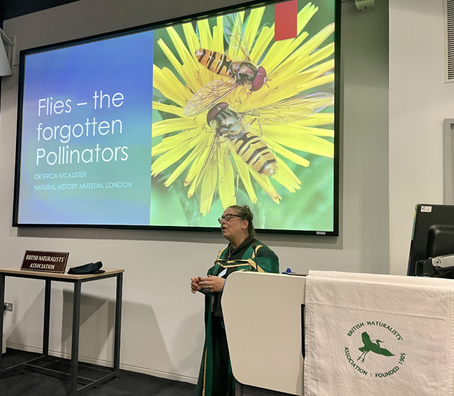 BNAscience's tweet photo. Dr Erica McAlister @flygirlNHM  in robes as Hon Fellow of British Naturalists' Assn giving talk on #flies as forgotten #pollinators in BNA Encaenia at @NHM_London yesterday. #TeamFlies @BNAscience https://t.co/fBEnZtdXFS