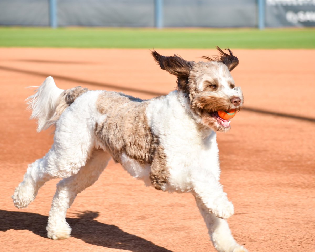 Georgia Southern Softball tweet media