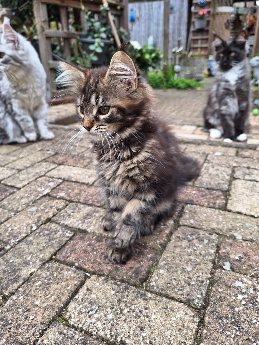 Vrouwmens <a href="/Kattentrimster/">Angelscatsandbubbles</a> moest vandaag werken. Ik rook meteen dat ze met vreemde poezels hadden geknuffeld! Wel leuk.