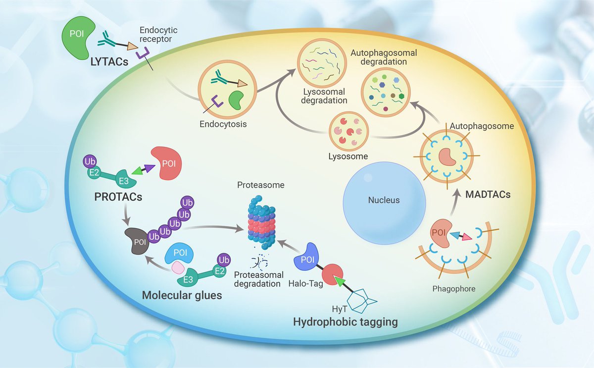 Innov_Medicine's tweet image. Targeted protein degradation in #Cancers Orthodox PROTACs and beyond. In his review, Li et al. introduced the mechanisms, features, and molecular targets of orthodox PROTACs and summarize the #PROTAC #drugs under study.

cell.com/the-innovation…

#treatment #clinicaltrials