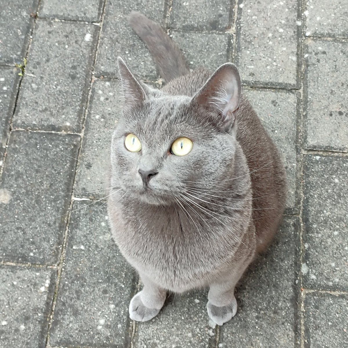 krisalice's tweet photo. If you see this tweet, quote tweet it with the most recent photo you took of your pet. No cheating! https://t.co/2wd6nqP9Ow