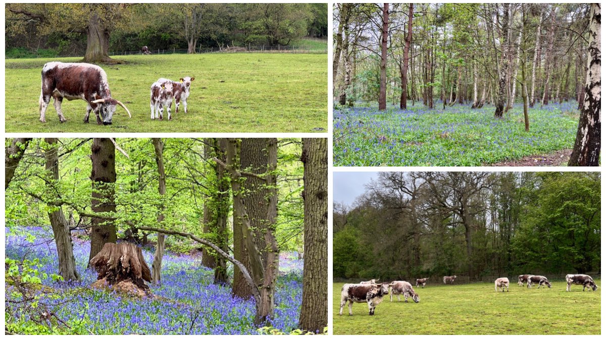 Walking regularly, and mindfully, means you notice things change over time.

On today’s damp walk in the park I discovered:

• carpets of bluebells

• longhorn cattle in a usually empty field

Now feeling refreshed for going outside, despite the rain.