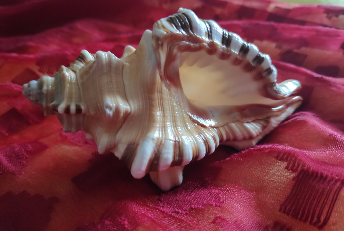shellwala's tweet photo. Lord Ganesha, god of knowledge and the remover of obstacles  is worshipped as the lord of beginnings and the god of intellect and wisdom. He is honoured   at the start of any ritual.

https://t.co/KwMrAhzueU

#Ganesha #AkshayaTritiya #divinity #knowledge  #intellect #wisdom https://t.co/P1ZhCeVzJ9