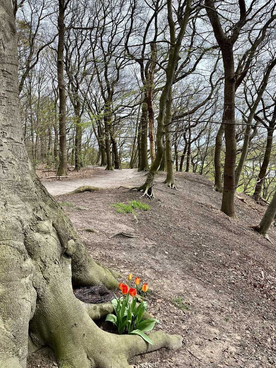 AstridKraag's tweet photo. Mooi! Maar hoe komen die tulpen daar? #bergpad #wageningen https://t.co/EeQQcSDlLQ