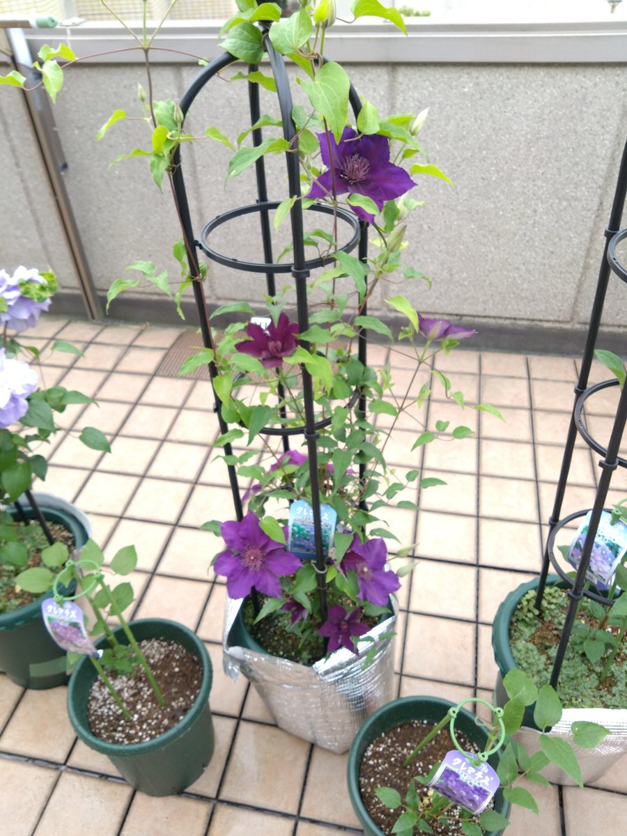 furafuraman's tweet photo. 江戸紫と藤娘をベランダ用に新たに迎えて５鉢になりました。あと大和をお迎えしたいですか中々入手出来ません。＃クレマチス https://t.co/nfJ9fMGjuZ