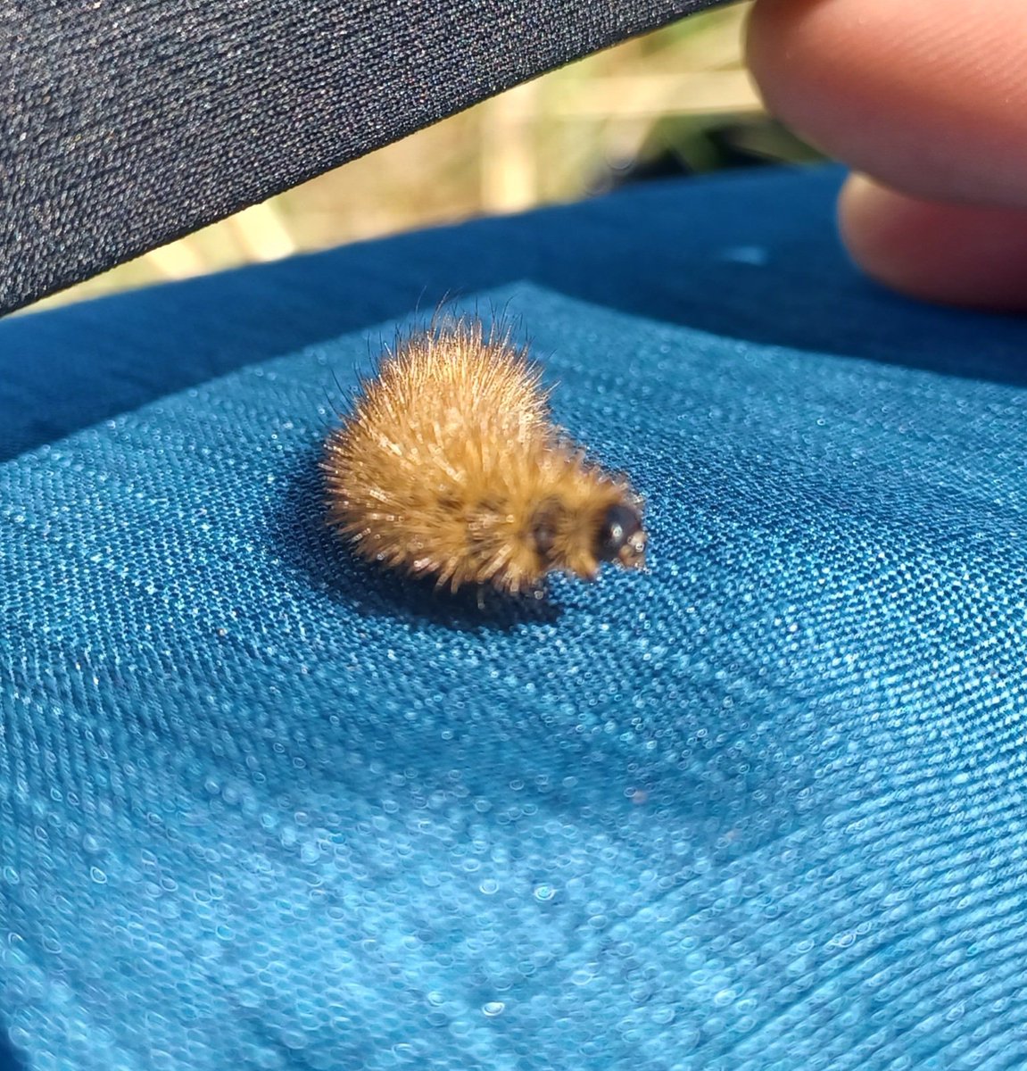NTRangerToby's tweet photo. Getting in with #TeamDump today in @PStrandNT dune systems.
Lots of Coleoptera for Mel to work on and I'm hitting up larval #moths
#TeamMoth.
Even a few carcuses to look for stinkys in. https://t.co/5zVyzApwOE