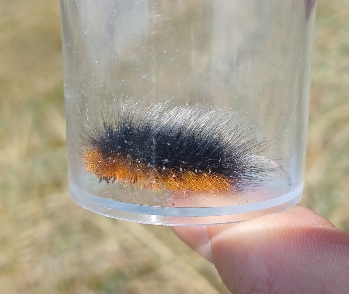NTRangerToby's tweet photo. Getting in with #TeamDump today in @PStrandNT dune systems.
Lots of Coleoptera for Mel to work on and I'm hitting up larval #moths
#TeamMoth.
Even a few carcuses to look for stinkys in. https://t.co/5zVyzApwOE