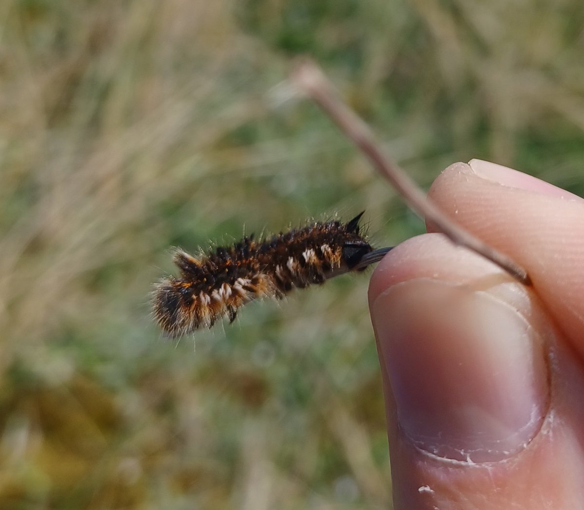 NTRangerToby's tweet photo. Getting in with #TeamDump today in @PStrandNT dune systems.
Lots of Coleoptera for Mel to work on and I'm hitting up larval #moths
#TeamMoth.
Even a few carcuses to look for stinkys in. https://t.co/5zVyzApwOE