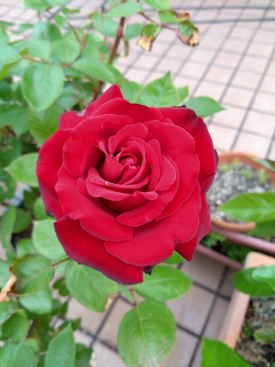 furafuraman's tweet photo. イングリット・バーグマンさんも開花始まりました。#バラ https://t.co/D5jZOoS9cV