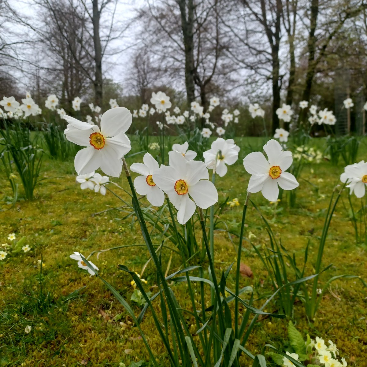 StartLicensing's tweet photo. Rain didn't stop play #uppark @southeastNT @nationaltrust
Lovely place to visit. #daffodils adding bright splash of colour. #Dogfriendly seating area in #cafe very welcome.
And I'm liking the #lichen !
#westsussex #nationaltrust https://t.co/Z2BDXW31sM