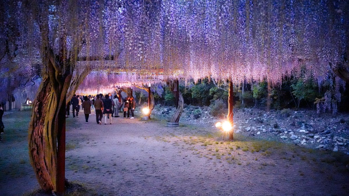 ChannelYuny's tweet photo. この時期ならではの絶景。
夜もライトアップされて綺麗だったー！

#藤の花
#藤公園 https://t.co/FXVPB19QCr
