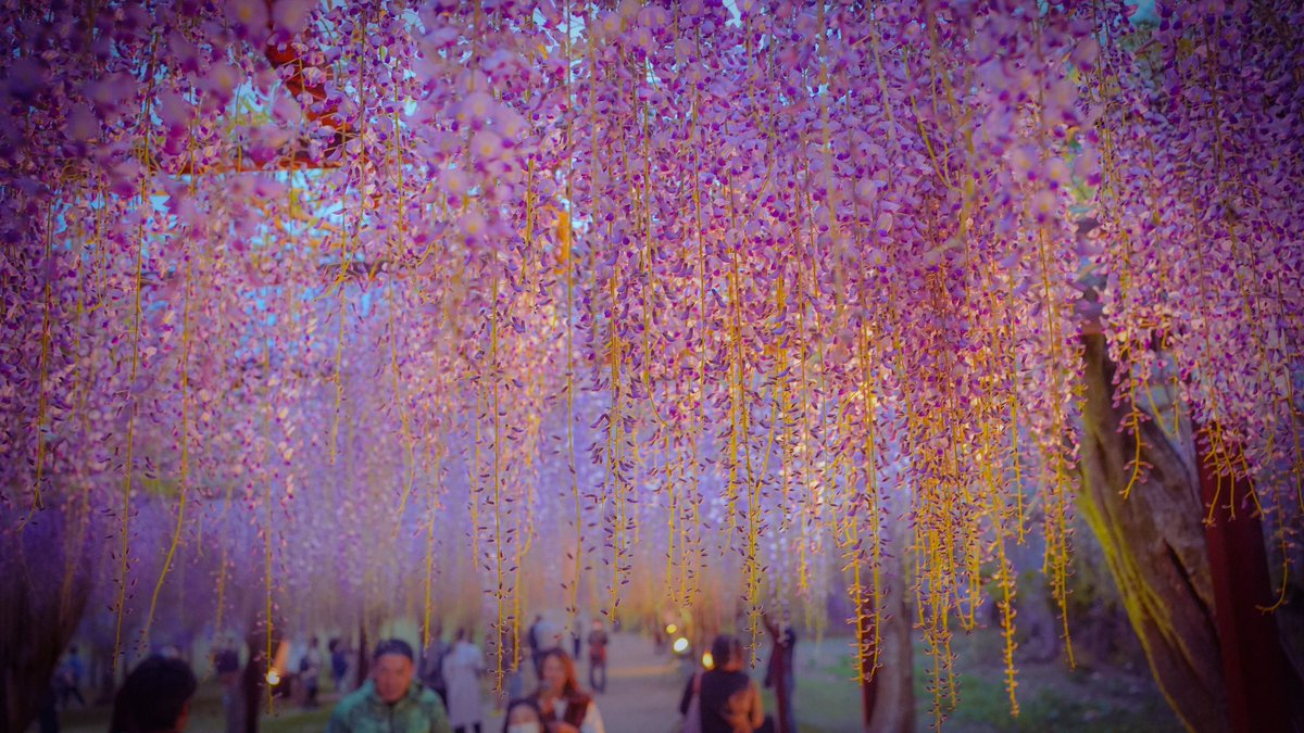 ChannelYuny's tweet photo. この時期ならではの絶景。
夜もライトアップされて綺麗だったー！

#藤の花
#藤公園 https://t.co/FXVPB19QCr