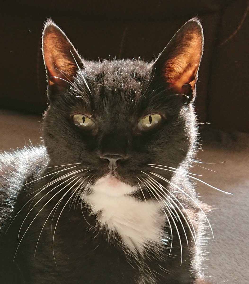 The Feline Supreme.
Master of light and shadow.
A beacon of hope. 

#haiku
#HaikuCat