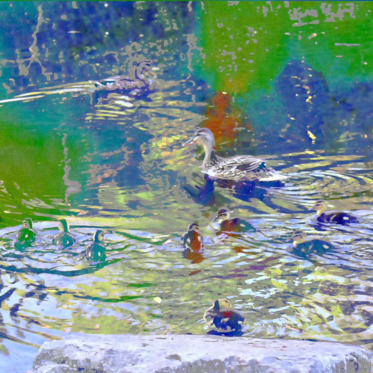 N_Fitz22's tweet photo. Day 22: Duck #artbynjfchallenge https://t.co/B9Fliq7hiP