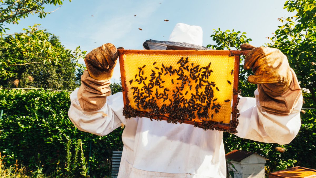What experts say—and research shows—about eating the honey of local bees as a natural remedy for seasonal allergies. ow.ly/YT8V104EG4g