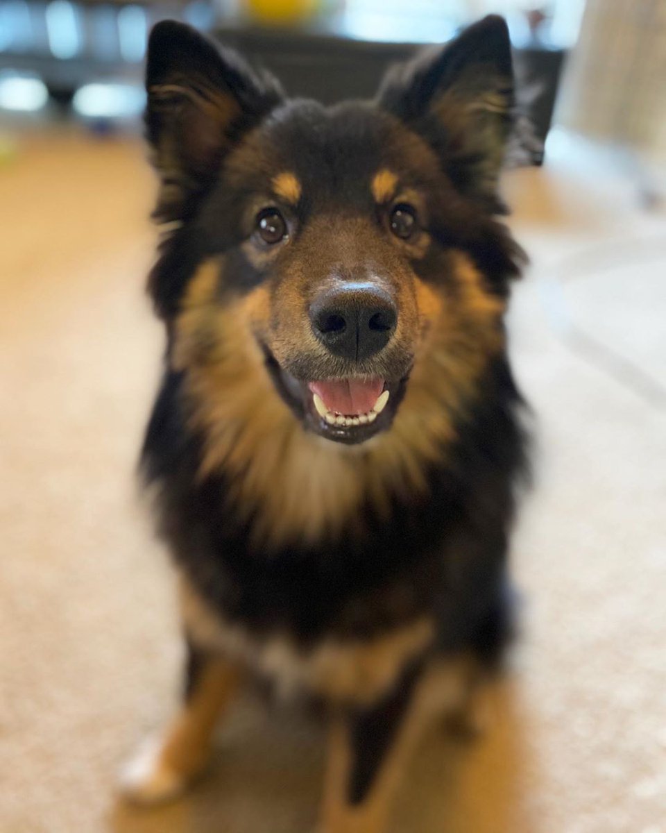 RandomDowg's tweet photo. Here's your Daily #Dog ! #Finnishlapphund #randomdowg https://t.co/Y7p38k9MeU