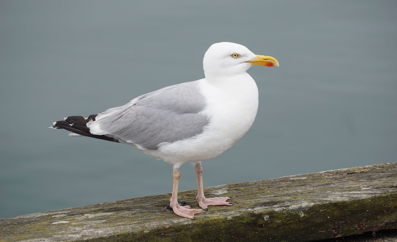 ‘French Fries Are So Bad For You,’ Says Seagull That Wants Your Fries: ow.ly/jXJB50IhWXH