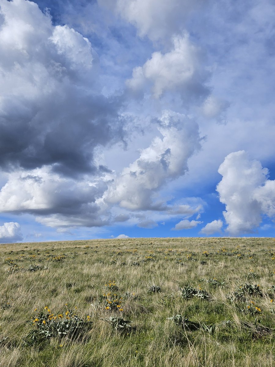 atThornhollow's tweet photo. Just a little climb.
.
#landscapephotography #landscapecaptures #landscapephoto #cloudphotography #cloudscapes #cloud_captures #wildflower #balsomroot #balsamroot #pnw #pnwphotography #pacificnorthwest #easternoregon #oregon #hikeoregon #getoutside https://t.co/139KZcGxzf