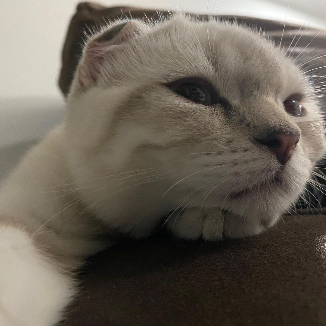 😾: who miss me 

HAZARD IS A CAT 
#น้องอาซาร์ของพี่กลัฟ #Hazardisacat <a href="/gulfkanawut/">gulfkanawut</a> #อาซาร์แมวเซา  #GulfKanawut