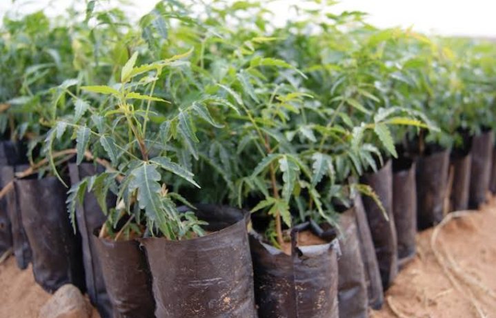 Dear <a href="/OsitaAmakeze/">Nzudinobieze</a> , as a way of supporting SDGs via afforestation , for a greener Nigeria, our team is offering to Provide you and your team with 1000 seedlings of Neem, (Azadirachta indica), here in Enugu. 
   <a href="/CocaCola_NG/">Coca-Cola Nigeria</a> <a href="/Cocacola/">Coca-Cola</a> <a href="/youthscorworld/">Youth Sustainability Corner</a> <a href="/CenterForGreen1/">Center for Green ICT and Circular Economy</a> <a href="/theGCF/">Green Climate Fund</a>