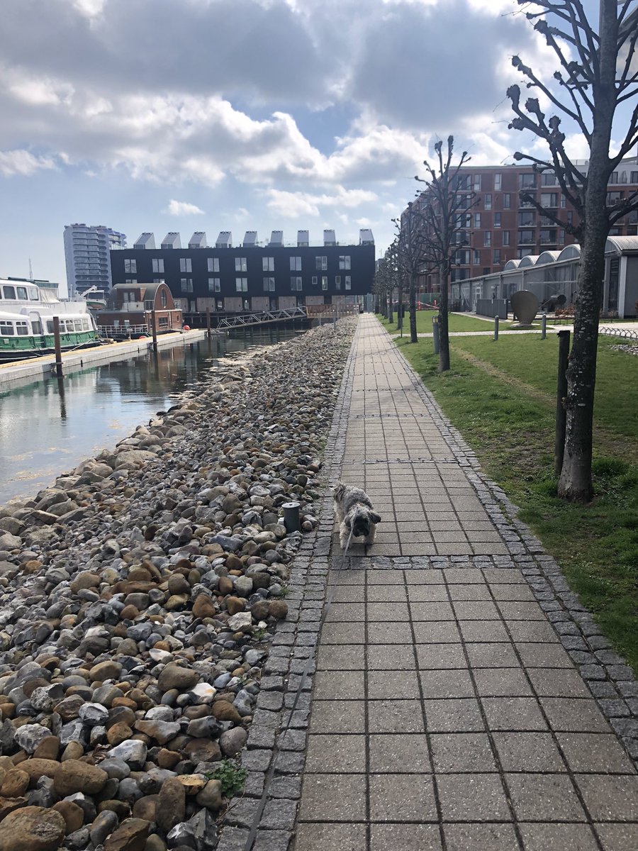 AltidFilmperle's tweet photo. @jesconradsen Jeg er ude at gå med #FineFrida og har været på cykel til Fisketorvet #altergodt men #trættype https://t.co/10gch7Zl7I